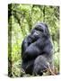 Male Silverback Mountain Gorilla Sitting, Volcanoes National Park, Rwanda, Africa-Eric Baccega-Stretched Canvas