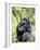 Male Silverback Mountain Gorilla Sitting, Volcanoes National Park, Rwanda, Africa-Eric Baccega-Framed Photographic Print