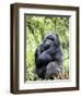 Male Silverback Mountain Gorilla Sitting, Volcanoes National Park, Rwanda, Africa-Eric Baccega-Framed Photographic Print