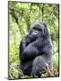 Male Silverback Mountain Gorilla Sitting, Volcanoes National Park, Rwanda, Africa-Eric Baccega-Mounted Photographic Print