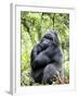 Male Silverback Mountain Gorilla Sitting, Volcanoes National Park, Rwanda, Africa-Eric Baccega-Framed Photographic Print