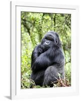 Male Silverback Mountain Gorilla Sitting, Volcanoes National Park, Rwanda, Africa-Eric Baccega-Framed Photographic Print