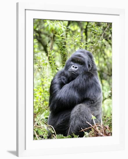 Male Silverback Mountain Gorilla Sitting, Volcanoes National Park, Rwanda, Africa-Eric Baccega-Framed Photographic Print