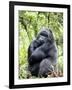 Male Silverback Mountain Gorilla Sitting, Volcanoes National Park, Rwanda, Africa-Eric Baccega-Framed Photographic Print