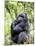 Male Silverback Mountain Gorilla Sitting, Volcanoes National Park, Rwanda, Africa-Eric Baccega-Mounted Photographic Print