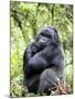 Male Silverback Mountain Gorilla Sitting, Volcanoes National Park, Rwanda, Africa-Eric Baccega-Mounted Photographic Print