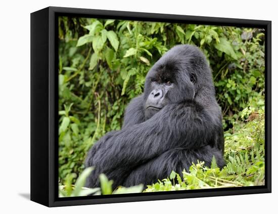 Male Silverback Mountain Gorilla Sitting, Watching, Volcanoes National Park, Rwanda, Africa-Eric Baccega-Framed Stretched Canvas