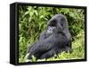 Male Silverback Mountain Gorilla Sitting, Watching, Volcanoes National Park, Rwanda, Africa-Eric Baccega-Framed Stretched Canvas