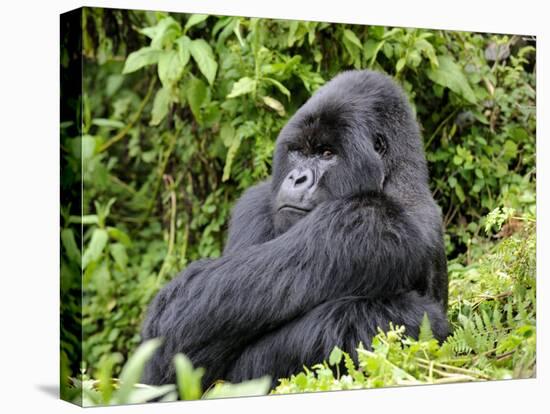 Male Silverback Mountain Gorilla Sitting, Watching, Volcanoes National Park, Rwanda, Africa-Eric Baccega-Stretched Canvas