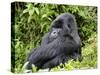 Male Silverback Mountain Gorilla Sitting, Watching, Volcanoes National Park, Rwanda, Africa-Eric Baccega-Stretched Canvas