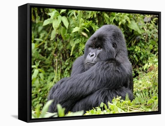 Male Silverback Mountain Gorilla Sitting, Watching, Volcanoes National Park, Rwanda, Africa-Eric Baccega-Framed Stretched Canvas