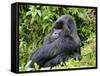 Male Silverback Mountain Gorilla Sitting, Watching, Volcanoes National Park, Rwanda, Africa-Eric Baccega-Framed Stretched Canvas