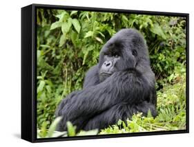 Male Silverback Mountain Gorilla Sitting, Watching, Volcanoes National Park, Rwanda, Africa-Eric Baccega-Framed Stretched Canvas