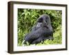 Male Silverback Mountain Gorilla Sitting, Watching, Volcanoes National Park, Rwanda, Africa-Eric Baccega-Framed Premium Photographic Print