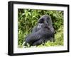 Male Silverback Mountain Gorilla Sitting, Watching, Volcanoes National Park, Rwanda, Africa-Eric Baccega-Framed Premium Photographic Print