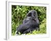 Male Silverback Mountain Gorilla Sitting, Watching, Volcanoes National Park, Rwanda, Africa-Eric Baccega-Framed Photographic Print