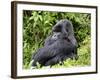 Male Silverback Mountain Gorilla Sitting, Watching, Volcanoes National Park, Rwanda, Africa-Eric Baccega-Framed Photographic Print