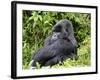 Male Silverback Mountain Gorilla Sitting, Watching, Volcanoes National Park, Rwanda, Africa-Eric Baccega-Framed Photographic Print