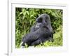 Male Silverback Mountain Gorilla Sitting, Watching, Volcanoes National Park, Rwanda, Africa-Eric Baccega-Framed Photographic Print