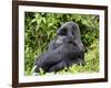 Male Silverback Mountain Gorilla Sitting, Watching, Volcanoes National Park, Rwanda, Africa-Eric Baccega-Framed Photographic Print