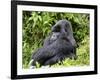 Male Silverback Mountain Gorilla Sitting, Watching, Volcanoes National Park, Rwanda, Africa-Eric Baccega-Framed Photographic Print