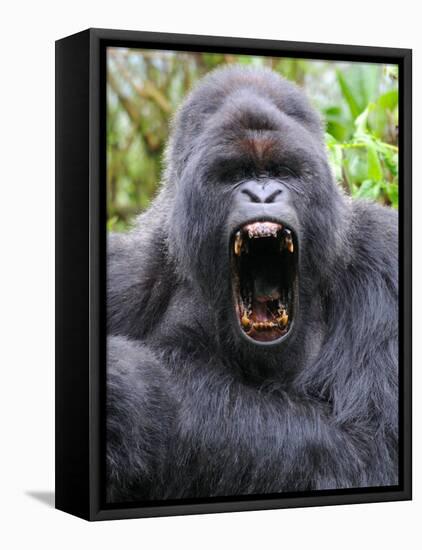 Male Silverback Mountain Gorilla Yawning, Volcanoes National Park, Rwanda, Africa-Eric Baccega-Framed Stretched Canvas