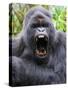 Male Silverback Mountain Gorilla Yawning, Volcanoes National Park, Rwanda, Africa-Eric Baccega-Stretched Canvas