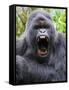 Male Silverback Mountain Gorilla Yawning, Volcanoes National Park, Rwanda, Africa-Eric Baccega-Framed Stretched Canvas