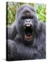Male Silverback Mountain Gorilla Yawning, Volcanoes National Park, Rwanda, Africa-Eric Baccega-Stretched Canvas