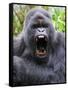 Male Silverback Mountain Gorilla Yawning, Volcanoes National Park, Rwanda, Africa-Eric Baccega-Framed Stretched Canvas