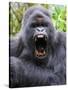 Male Silverback Mountain Gorilla Yawning, Volcanoes National Park, Rwanda, Africa-Eric Baccega-Stretched Canvas