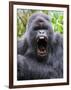 Male Silverback Mountain Gorilla Yawning, Volcanoes National Park, Rwanda, Africa-Eric Baccega-Framed Premium Photographic Print