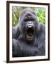 Male Silverback Mountain Gorilla Yawning, Volcanoes National Park, Rwanda, Africa-Eric Baccega-Framed Premium Photographic Print