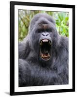 Male Silverback Mountain Gorilla Yawning, Volcanoes National Park, Rwanda, Africa-Eric Baccega-Framed Premium Photographic Print