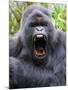 Male Silverback Mountain Gorilla Yawning, Volcanoes National Park, Rwanda, Africa-Eric Baccega-Mounted Premium Photographic Print