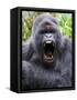 Male Silverback Mountain Gorilla Yawning, Volcanoes National Park, Rwanda, Africa-Eric Baccega-Framed Stretched Canvas