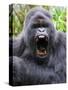 Male Silverback Mountain Gorilla Yawning, Volcanoes National Park, Rwanda, Africa-Eric Baccega-Stretched Canvas