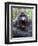 Male Silverback Mountain Gorilla Yawning, Volcanoes National Park, Rwanda, Africa-Eric Baccega-Framed Premium Photographic Print