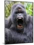 Male Silverback Mountain Gorilla Yawning, Volcanoes National Park, Rwanda, Africa-Eric Baccega-Mounted Premium Photographic Print
