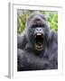 Male Silverback Mountain Gorilla Yawning, Volcanoes National Park, Rwanda, Africa-Eric Baccega-Framed Photographic Print