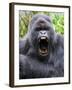 Male Silverback Mountain Gorilla Yawning, Volcanoes National Park, Rwanda, Africa-Eric Baccega-Framed Photographic Print