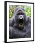 Male Silverback Mountain Gorilla Yawning, Volcanoes National Park, Rwanda, Africa-Eric Baccega-Framed Photographic Print