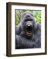 Male Silverback Mountain Gorilla Yawning, Volcanoes National Park, Rwanda, Africa-Eric Baccega-Framed Photographic Print