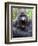 Male Silverback Mountain Gorilla Yawning, Volcanoes National Park, Rwanda, Africa-Eric Baccega-Framed Photographic Print