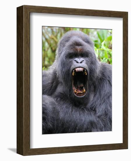 Male Silverback Mountain Gorilla Yawning, Volcanoes National Park, Rwanda, Africa-Eric Baccega-Framed Photographic Print