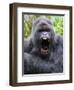 Male Silverback Mountain Gorilla Yawning, Volcanoes National Park, Rwanda, Africa-Eric Baccega-Framed Photographic Print