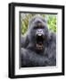 Male Silverback Mountain Gorilla Yawning, Volcanoes National Park, Rwanda, Africa-Eric Baccega-Framed Photographic Print