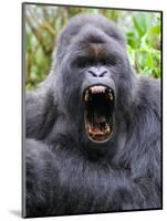 Male Silverback Mountain Gorilla Yawning, Volcanoes National Park, Rwanda, Africa-Eric Baccega-Mounted Photographic Print