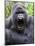 Male Silverback Mountain Gorilla Yawning, Volcanoes National Park, Rwanda, Africa-Eric Baccega-Mounted Photographic Print