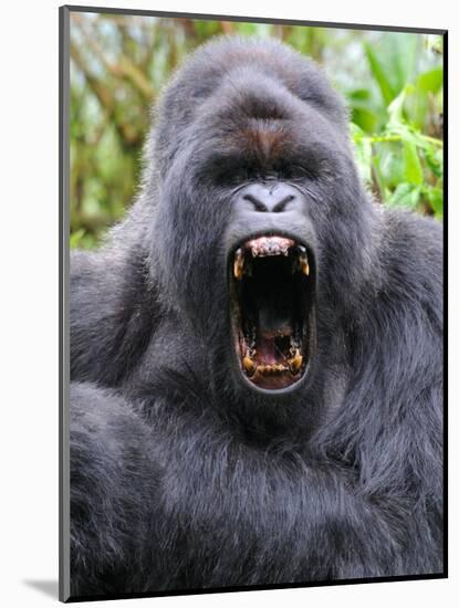 Male Silverback Mountain Gorilla Yawning, Volcanoes National Park, Rwanda, Africa-Eric Baccega-Mounted Photographic Print